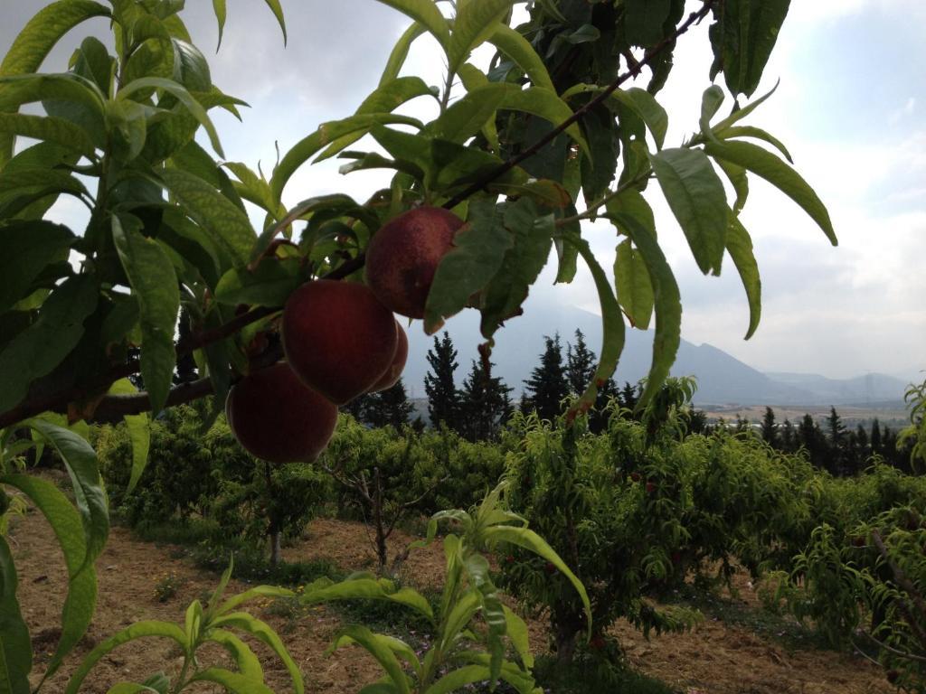 Dar Salima Bed & Breakfast Mornag Dış mekan fotoğraf