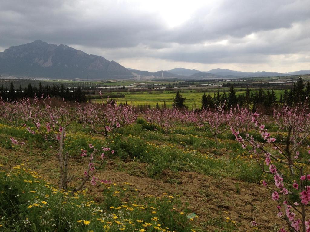 Dar Salima Bed & Breakfast Mornag Dış mekan fotoğraf
